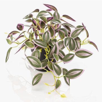 Konstväxt Tradescantia zebrina DIHALLO i dekorativ kruka, grön-lila, 19cm