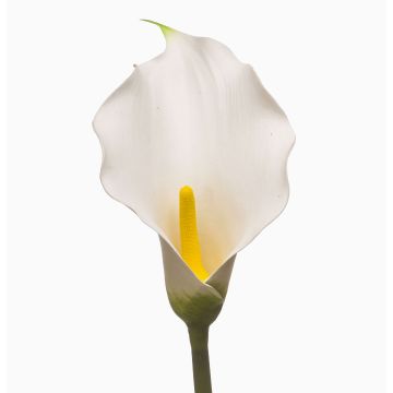 Konstgjord calla KIVARP, vit, 85cm Konstgjord calla KIVARP, vit, 85cm