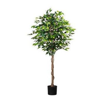Dekorationsträd Ficus Benjamini ONIN, naturstammar, 180cm Dekorationsträd Ficus Benjamini ONIN, naturstammar, 180cm