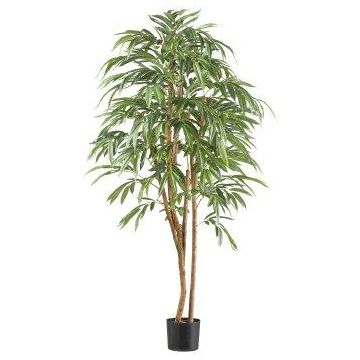 Konstgjord träd Longifolia TEESY, naturstammar, 170cm Konstgjord träd Longifolia TEESY, naturstammar, 170cm