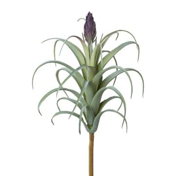 Konstgjord suckulent Tillandsia stricta KROST, stödpinne, blomma, grön-lila, 23cm