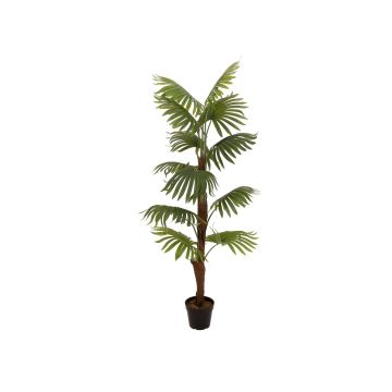 Konstgjord palm Livistona rotundifolia GHADA, 155cm Konstgjord palm Livistona rotundifolia GHADA, 155cm