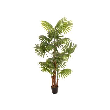 Konstgjord palm Livistona rotundifolia Trio GHADA, 165cm Konstgjord palm Livistona rotundifolia Trio GHADA, 165cm