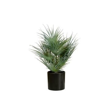 Konstgjord rundbladig paraplypalm CARISSA, 55cm Konstgjord rundbladig paraplypalm CARISSA, 55cm