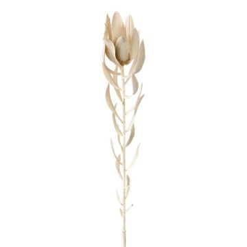 Dekorativ blomma, nåldyna Protea LAWARE, krämfärgad, 75cm Dekorativ blomma, nåldyna Protea LAWARE, krämfärgad, 75cm