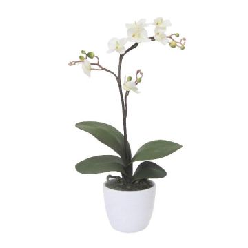Dekorativ blomma Phalaenopsis-orkidé CRILBOR, keramikkruka, rötter, krämfärgad, 55cm
