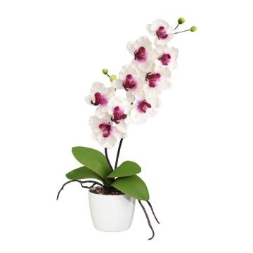 Dekorationsblomma Phalaenopsis-orkidé MORLEK, keramikkruka, rötter, vit-lila, 60cm Dekorationsblomma Phalaenopsis-orkidé MORLEK, keramikkruka, rötter, vit-lila, 60cm