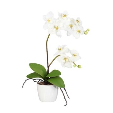 Dekorativ blomma, Phalaenopsis-orkidé MORLEK, keramikkruka, rötter, krämfärgad, 60cm Dekorativ blomma, Phalaenopsis-orkidé MORLEK, keramikkruka, rötter, krämfärgad, 60cm