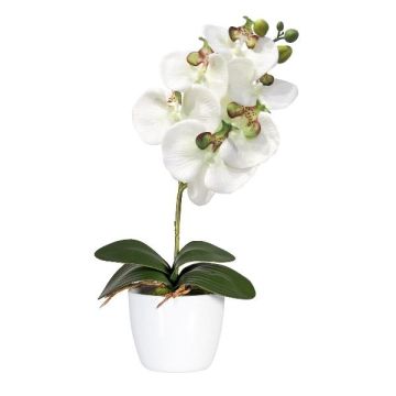 Dekorativ blomma Phalaenopsis-orkidé DRINTOR, keramikkruka, rötter, vitgrön, 40cm