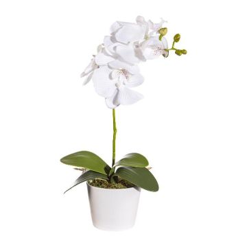 Dekorativ blomma Phalaenopsis-orkidé TRALKE, dekorativ kruka, rötter, vit, 40cm