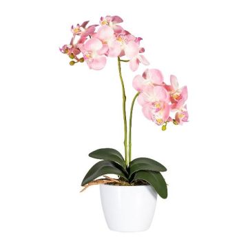 Dekorativ blomma Phalaenopsis-orkidé FRUXO, keramikkruka, rötter, rosa, 50cm Dekorativ blomma Phalaenopsis-orkidé FRUXO, keramikkruka, rötter, rosa, 50cm