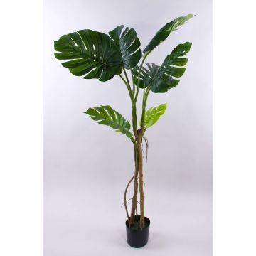 Konstväxt Philodendron monstera deliciosa CUNKYN i dekorativ kruka, 170cm