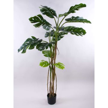 Konstväxt Philodendron monstera deliciosa CUNKYN i dekorativ kruka, 180cm