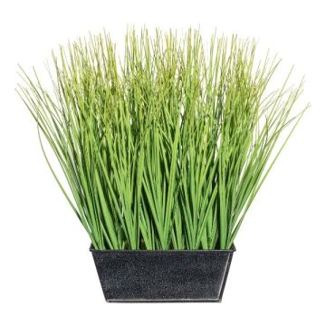 Dekorativt gräs, lampstädargräs LOPIMA i zinklåda, grönt, 30cm Dekorativt gräs, lampstädargräs LOPIMA i zinklåda, grönt, 30cm