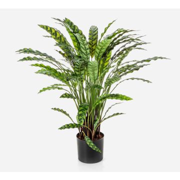 Konstväxt Calathea Rufibarba ADELFRIEDE, grön, 85cm