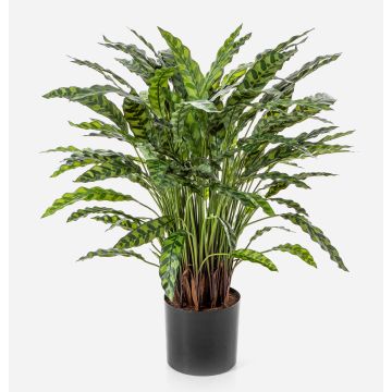 Konstväxt Calathea Rufibarba ADELFRIEDE, grön, 90cm
