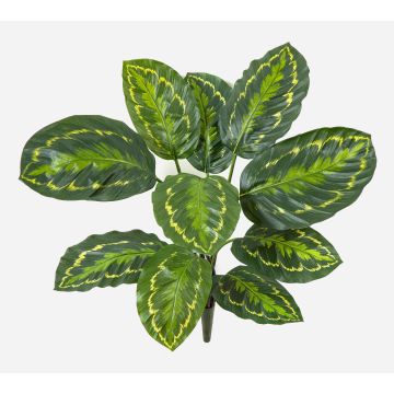 Konstväxt Calathea Medaillon FLEURETTA, stödpinne, grön-gul, 50cm