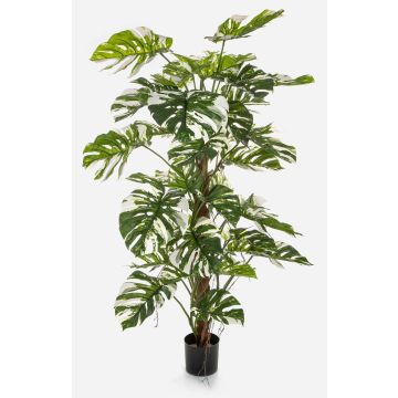 Konstväxt Philodendron Monstera Deliciosa Variegata MEBSUTA, grön-vit, 160cm