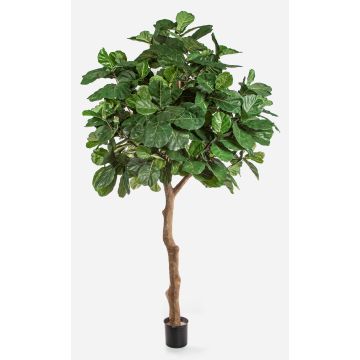 Konstgjord Ficus Lyrata FELTON, konstgjord stam, grön, 360cm