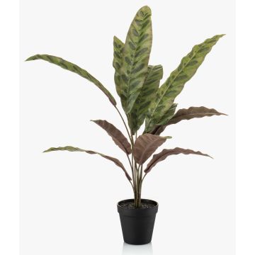 Konstgjord växt Calathea Makoyana WIDO i dekorativ kruka, grön-vinröd, 60cm