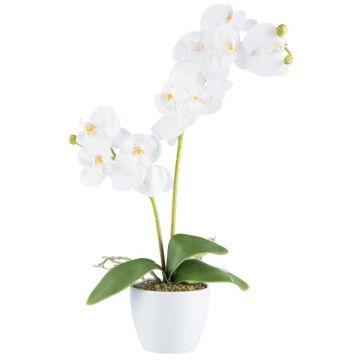 Konstgjord Phalaenopsis-orkidé KRUZBER, keramikkruka, rötter, vit, 55cm