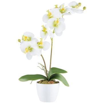 Konstgjord Phalaenopsis-orkidé KRUZBER, keramikkruka, rötter, vitgrön, 55cm