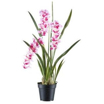 Dekorationsblomma Cymbidium-orkidé KLORVEN, rötter, vit-lila, 80cm