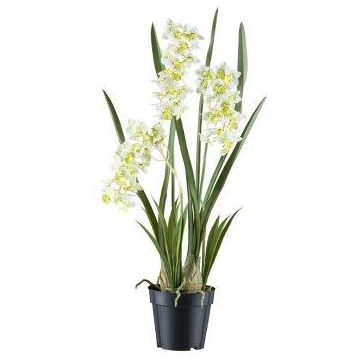 Dekorationsblomma Cymbidium-orkidé KLORVEN, rötter, vit-grön, 80cm