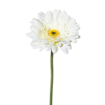 Dekorationsblomma Gerbera VORNEK, vit, 65cm