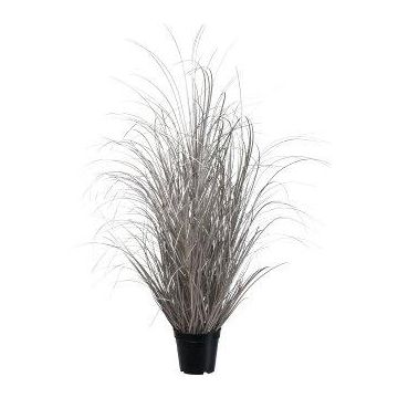 Dekorativt gräs, starr TAVRE, champagne, 95cm