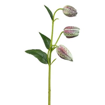 Konstgjord blomma, schackbrädesblomma FRENT, grön-röd, 55cm Konstgjord blomma, schackbrädesblomma FRENT, grön-röd, 55cm