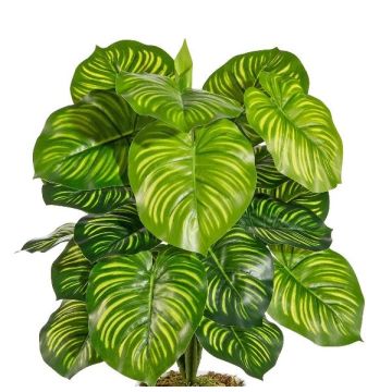 Konstväxt Calathea Orbifolia BLAHEN, stödpinne, grön, 50cm