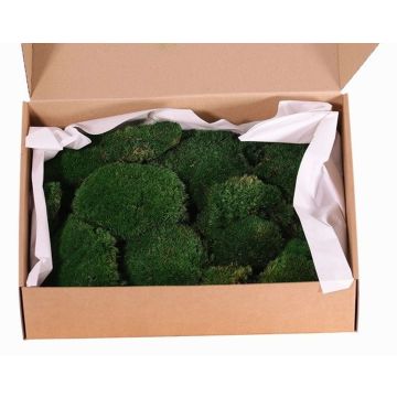 Äkta plattmossa DIMITRA, grön, 800g, 0,15 m² Äkta plattmossa DIMITRA, grön, 800g, 0,15 m²