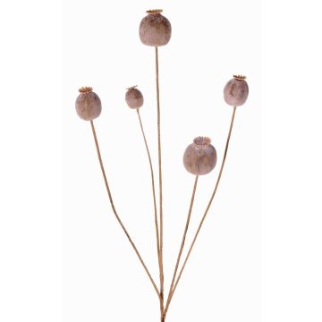 Konstgjord vallmofrögren FILOMELA, ljusbrun, 75cm, Ø2-3,5cm