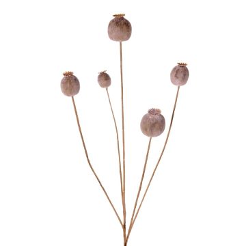 Konstgjord vallmofrögren FILOMELA, ljusbrun, 75cm, Ø2-3,5cm Konstgjord vallmofrögren FILOMELA, ljusbrun, 75cm, Ø2-3,5cm