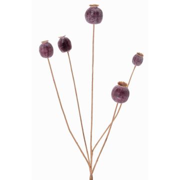 Konstgjord vallmofrögren FILOMELA, mörkbrun, 75cm, Ø2-3,5cm Konstgjord vallmofrögren FILOMELA, mörkbrun, 75cm, Ø2-3,5cm