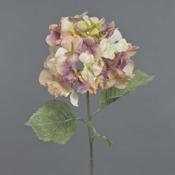 Konstblomma hortensia URANIA, torkad look, gammaldagsrosa-kräm, antikrosa-krämfärgad, 75cm, Ø20cm