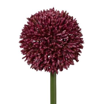 Dekorationsblomma Allium MENKES, vinröd, 65cm Dekorationsblomma Allium MENKES, vinröd, 65cm