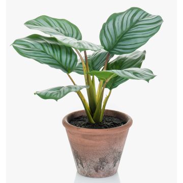 Konstväxt Calathea Orbifolia ESMIE i terrakottakruka, grön-vit, 30cm