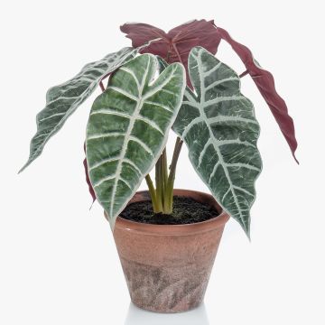 Konstväxt Alocasia Sanderiana GARCIA, terrakottakruka, grön-vit, 30cm Konstväxt Alocasia Sanderiana GARCIA, terrakottakruka, grön-vit, 30cm