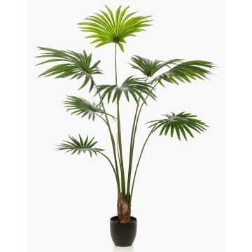 Konstpalm Livistona rotundifolia FAVIOLA i dekorativ kruka, 160cm Konstpalm Livistona rotundifolia FAVIOLA i dekorativ kruka, 160cm