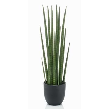 Konstväxt Sansevieria Cylindrica KICHIRO i dekorativ kruka, grön, 70cm