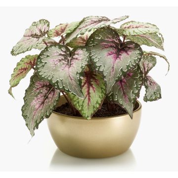 Konstväxt bladbegonia KATRICE i keramikskål, guld, violett-grön, 25cm Konstväxt bladbegonia KATRICE i keramikskål, guld, violett-grön, 25cm