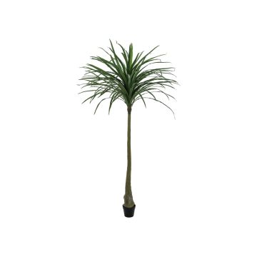 Konstgjord Dracaena Reflexa TABIVO, konstgjord stam, grön, 220cm