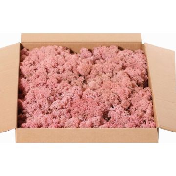 Äkta isländsk mossa SVEINBJÖRN, rosa, 2,7kg Äkta isländsk mossa SVEINBJÖRN, rosa, 2,7kg