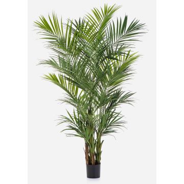 Konstgjord Kentia-palm OMAYRA, buskig, 260cm