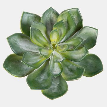 Dekorativ Echeveria morani CURSA på pinne, grön, 15cm