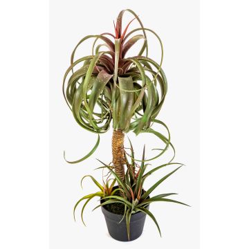 Konstgjord Tillandsia streptophylla ELGAFAR, grön-röd, 80cm Konstgjord Tillandsia streptophylla ELGAFAR, grön-röd, 80cm