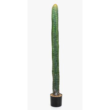 Dekorativ pelarkaktus ELKURUD, grön-röd, 140cm Dekorativ pelarkaktus ELKURUD, grön-röd, 140cm