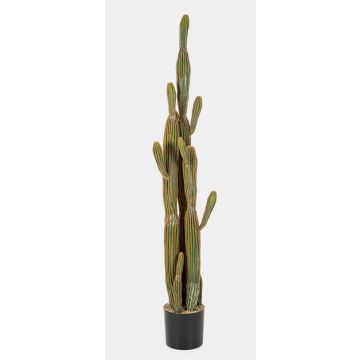 Dekorativ kaktus San Pedro GRUMIUM, grön-brun, 150cm Dekorativ kaktus San Pedro GRUMIUM, grön-brun, 150cm